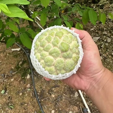 东莞番鬼荔枝