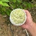 东莞番鬼荔枝