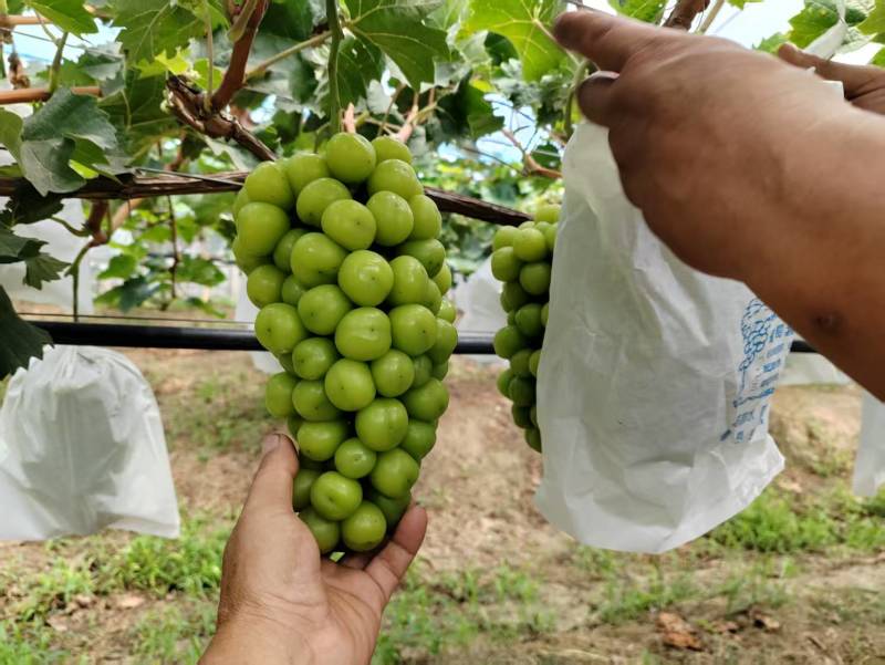 砀山阳光玫瑰葡萄基地连片种植面积大糖度高对接商超市场