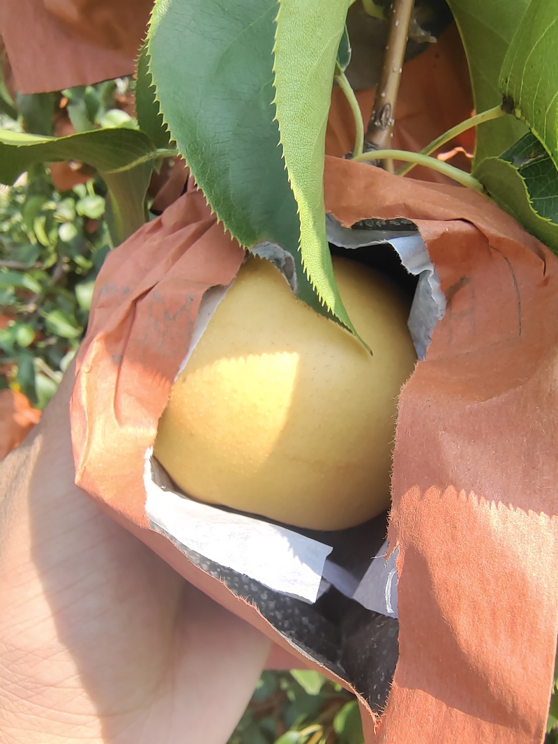 圆黄梨量大质优价格优惠一手货源