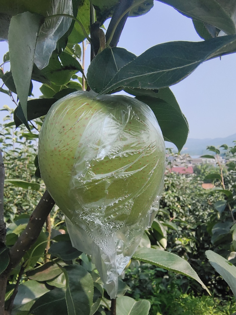 皇冠梨量大质优价格优惠一手货源支持视频看货欢迎咨询