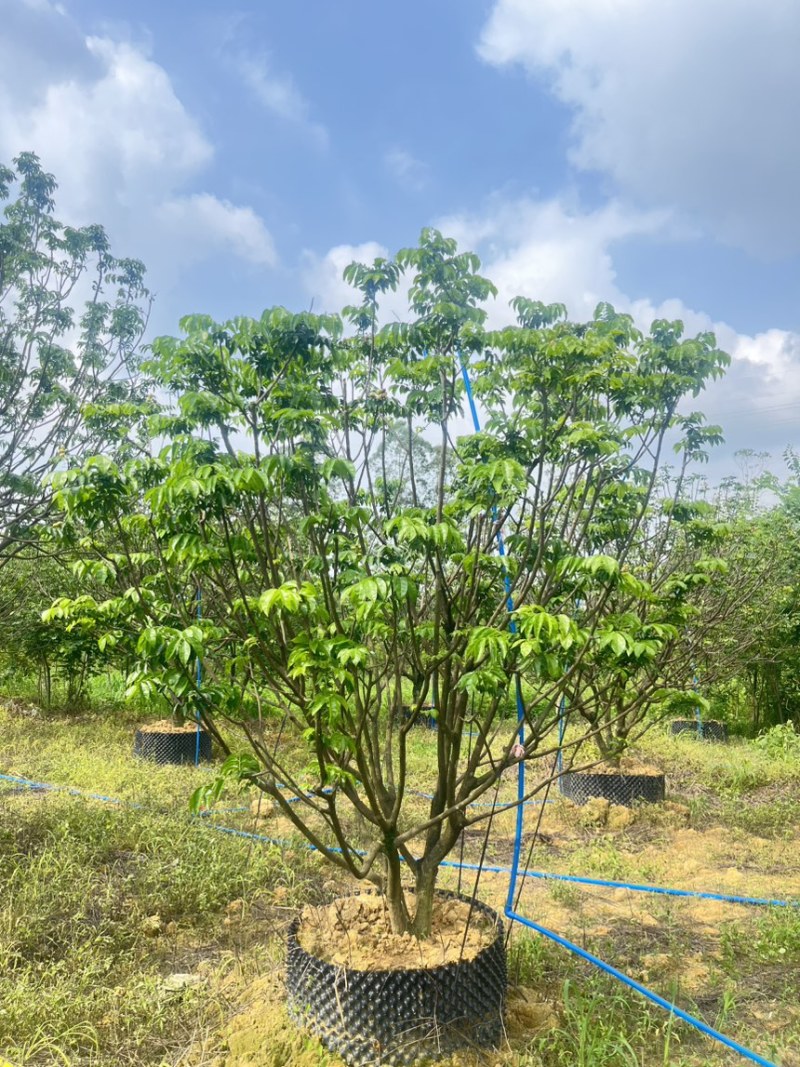 精品黄皮树。地产市政货可供客户挑选。2-5米