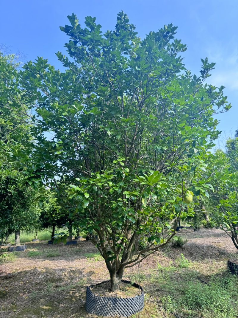 柚子树。精品丛生柚子树。原地假植跟假植苗各种规格齐全
