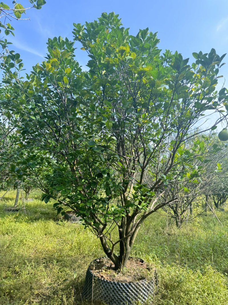 柚子树。精品丛生柚子树。原地假植跟假植苗各种规格齐全