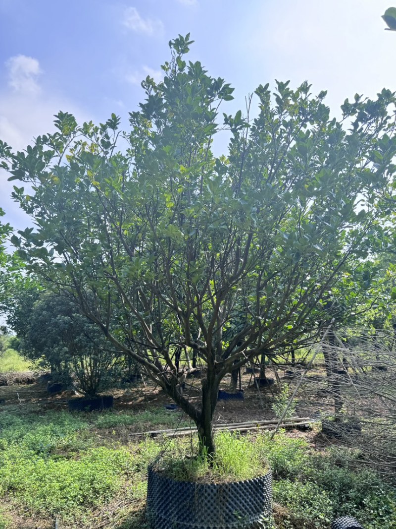 柚子树。精品丛生柚子树。原地假植跟假植苗各种规格齐全