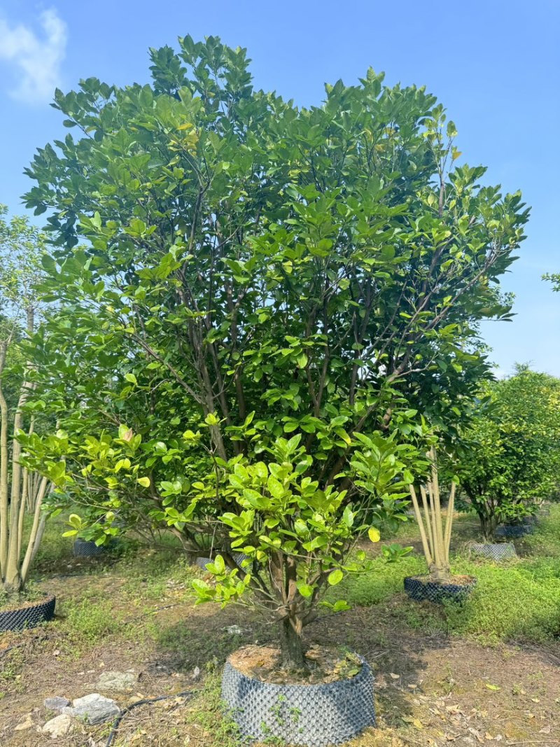 柚子树。精品丛生柚子树。原地假植跟假植苗各种规格齐全