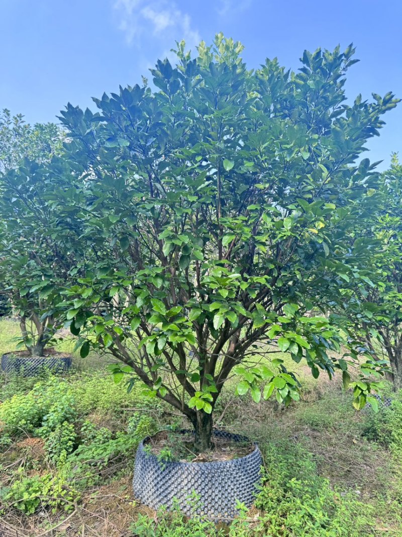 柚子树。精品丛生柚子树。原地假植跟假植苗各种规格齐全