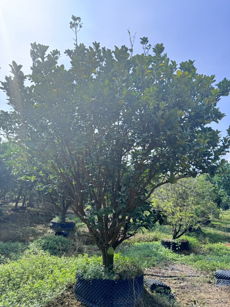 柚子树。精品丛生柚子树。原地假植跟假植苗各种规格齐全