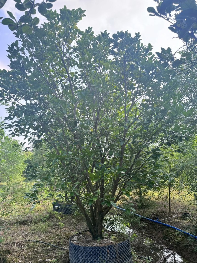 柚子树。精品丛生柚子树。原地假植跟假植苗各种规格齐全