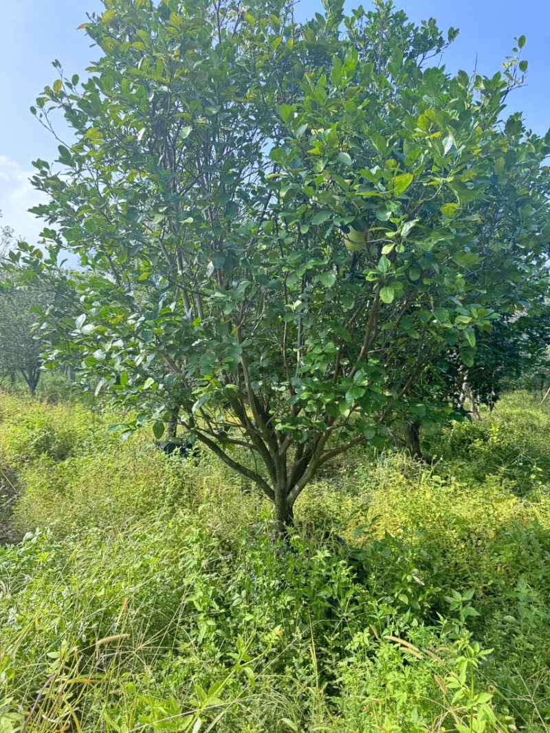 柚子树。精品丛生柚子树。原地假植跟假植苗各种规格齐全