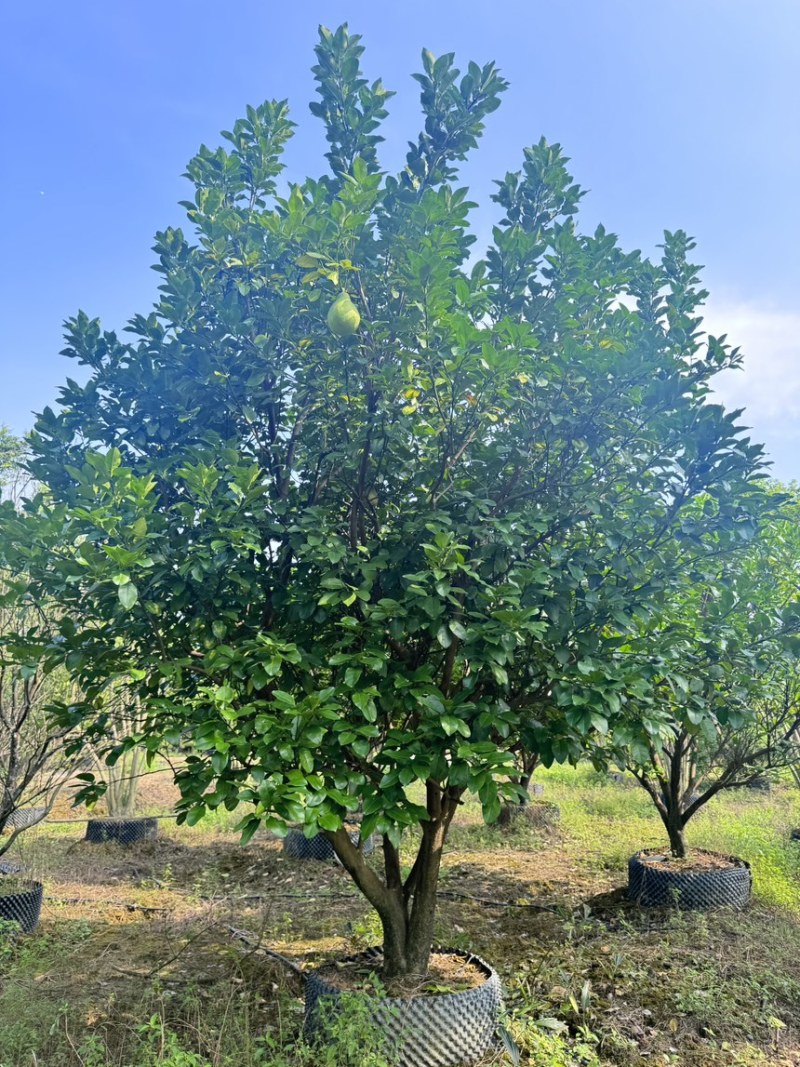 柚子树。精品丛生柚子树。原地假植跟假植苗各种规格齐全