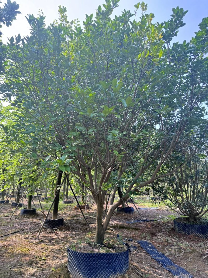 柚子树。精品丛生柚子树。原地假植跟假植苗各种规格齐全