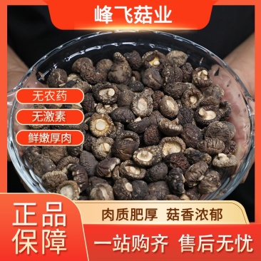 【热卖】南召珍珠菇颜色纯正天然自然烘干产地直发