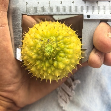 贵州刺梨鲜果