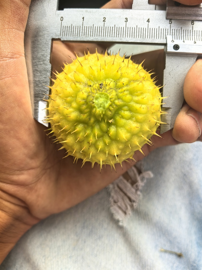 贵州刺梨鲜果