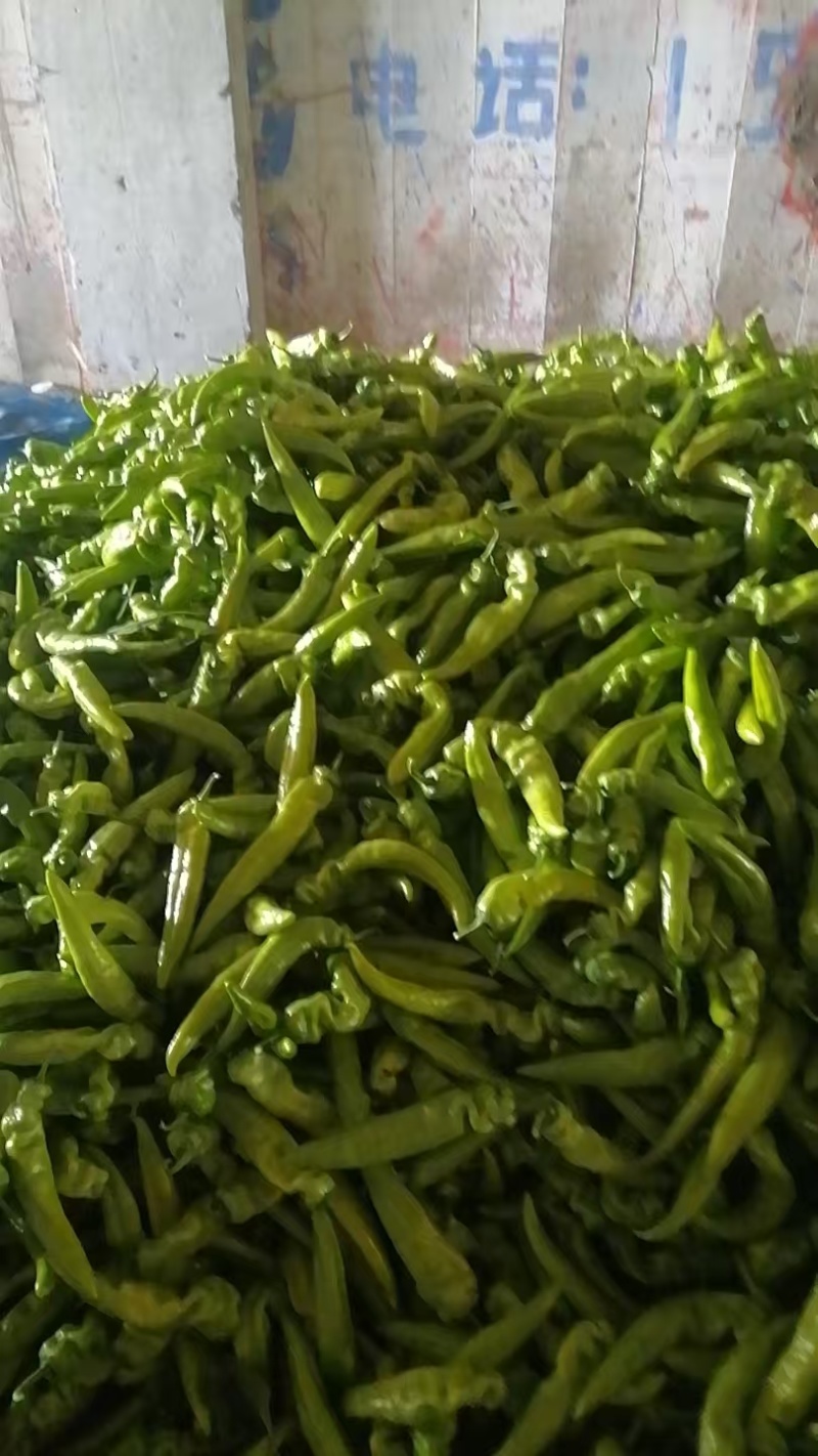 凌海辣椒大量上市！《绿箭，螺丝椒，芜湖椒》