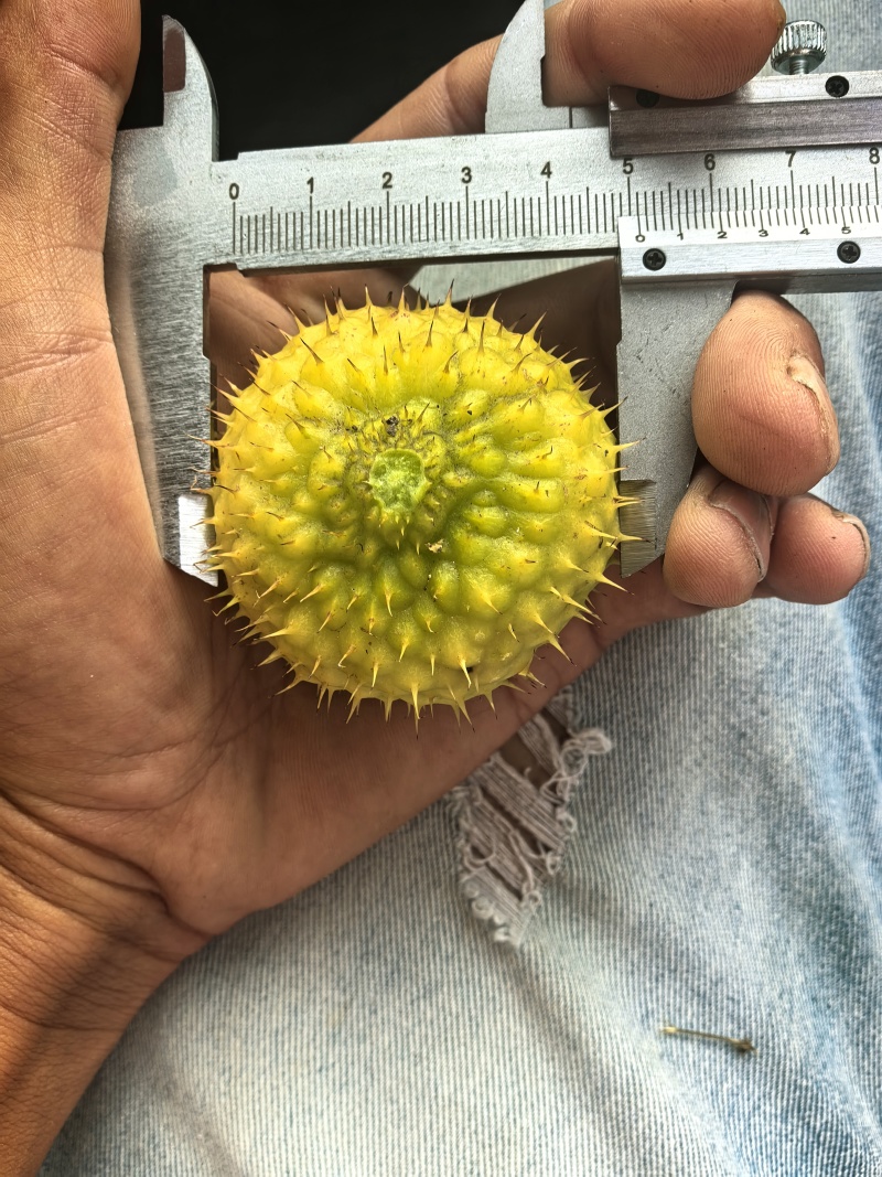 贵州刺梨鲜果