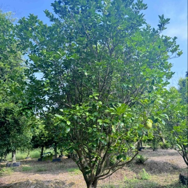 柚子树。精品丛生柚子树。原地假植跟假植苗各种规格齐全