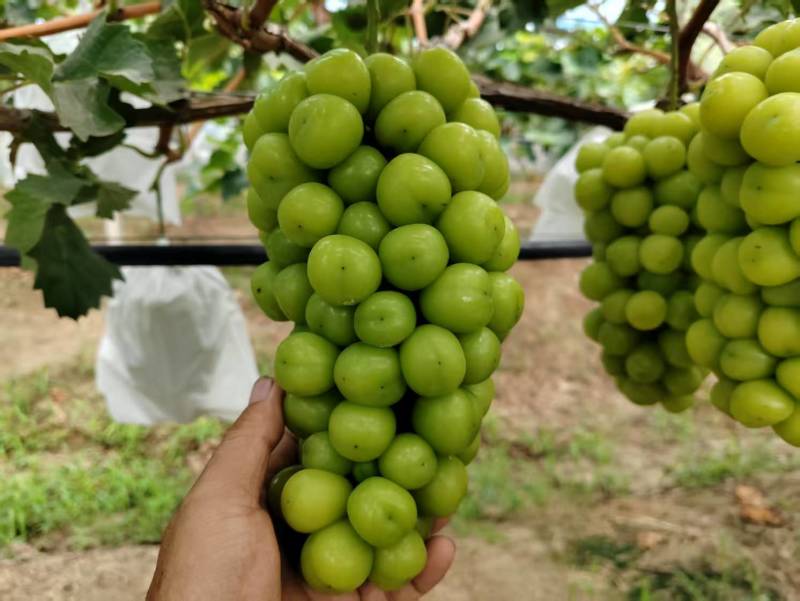 砀山阳光玫瑰葡萄百亩连片果园种植基地专业管理