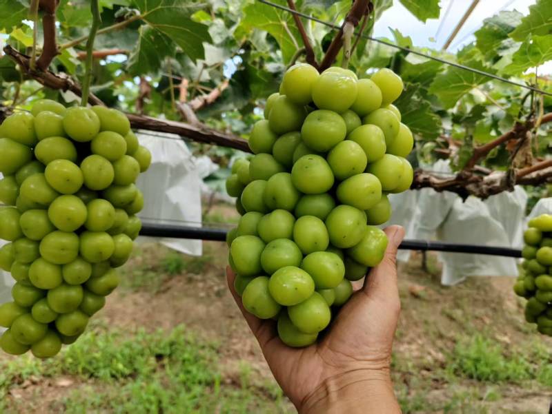 砀山阳光玫瑰葡萄百亩连片果园种植基地专业管理