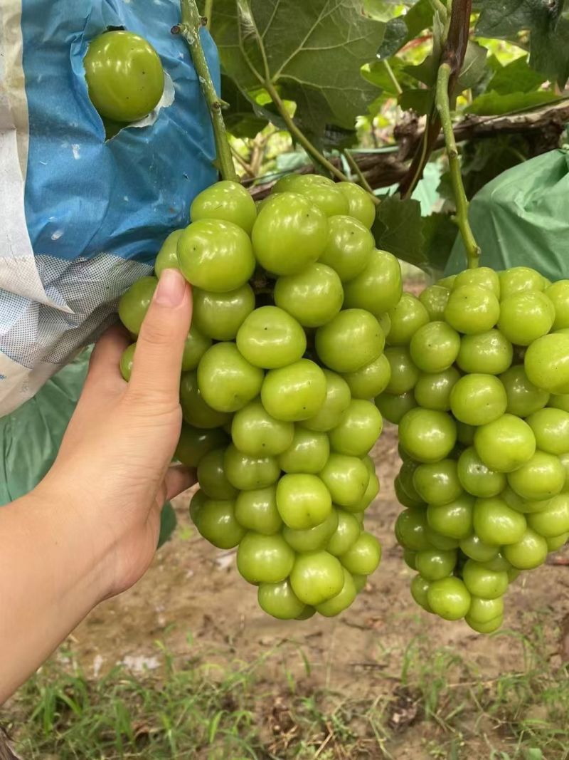 砀山阳光玫瑰葡萄百亩连片果园种植基地专业管理