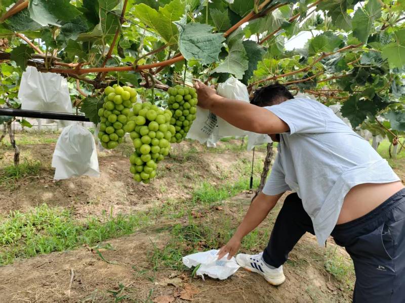 砀山阳光玫瑰葡萄百亩连片果园种植基地专业管理