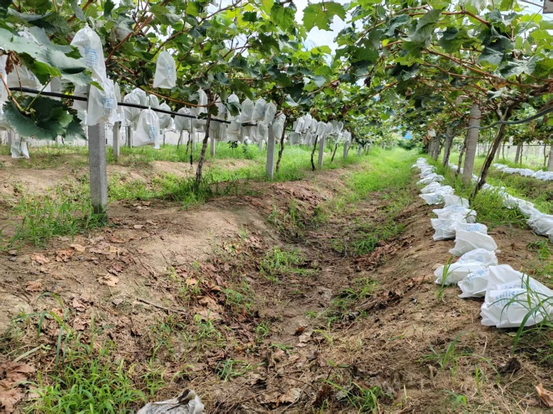 砀山阳光玫瑰葡萄百亩连片果园种植基地专业管理