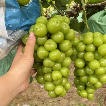砀山阳光玫瑰葡萄百亩连片果园种植基地专业管理