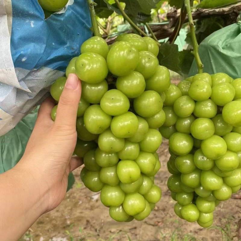 砀山阳光玫瑰葡萄百亩连片果园种植基地专业管理
