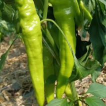 凌海辣椒大量上市！《绿箭，螺丝椒，芜湖椒》