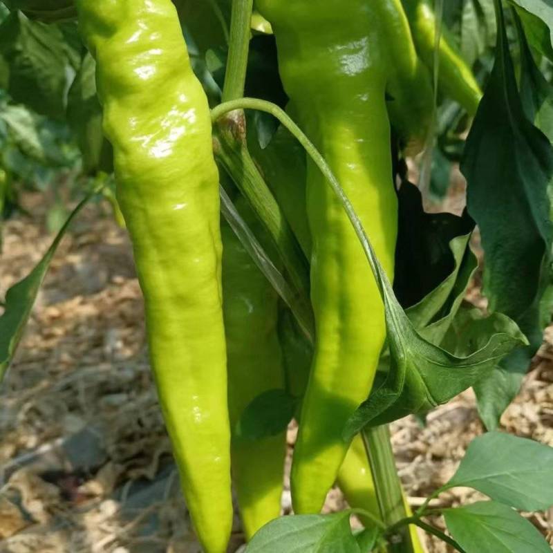 凌海辣椒大量上市！《绿箭，螺丝椒，芜湖椒》