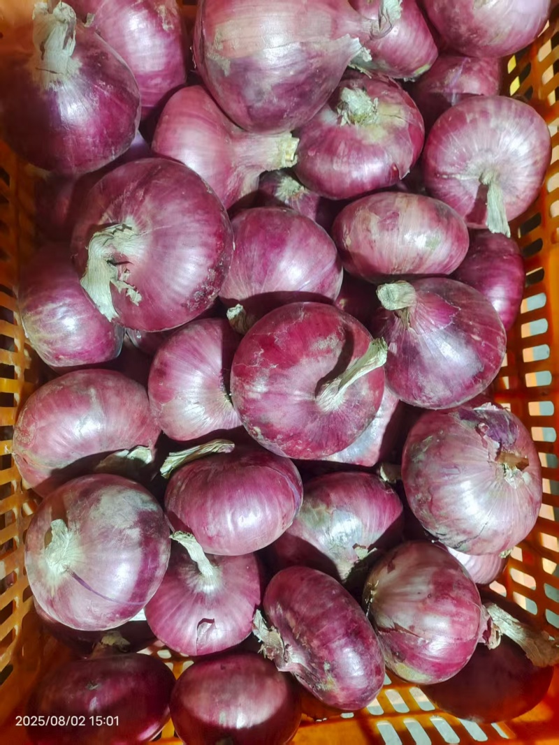 洋葱大量货源量大从优