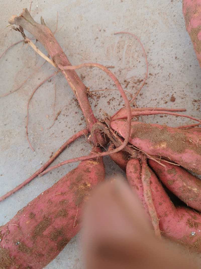 西瓜红，红薯