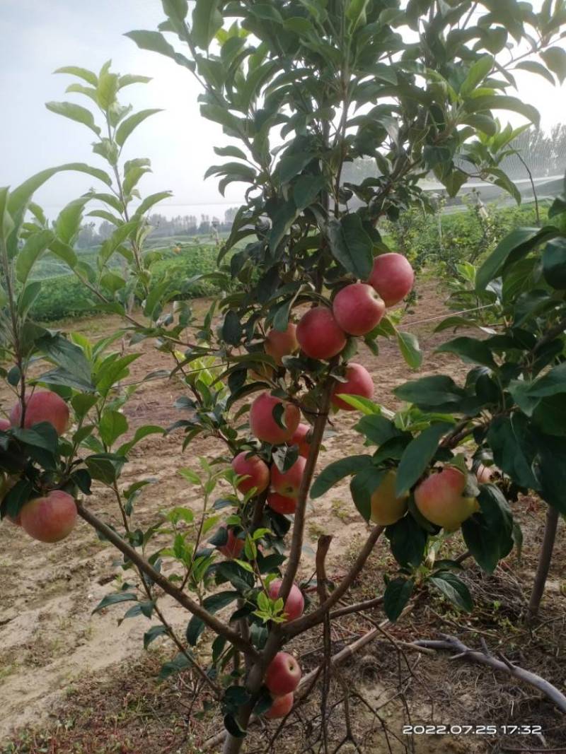 苹果
