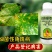 大蒜油植物源杀菌剂细菌性角斑病大蒜提取物农用正品