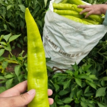 大棚货精品黄皮尖椒。