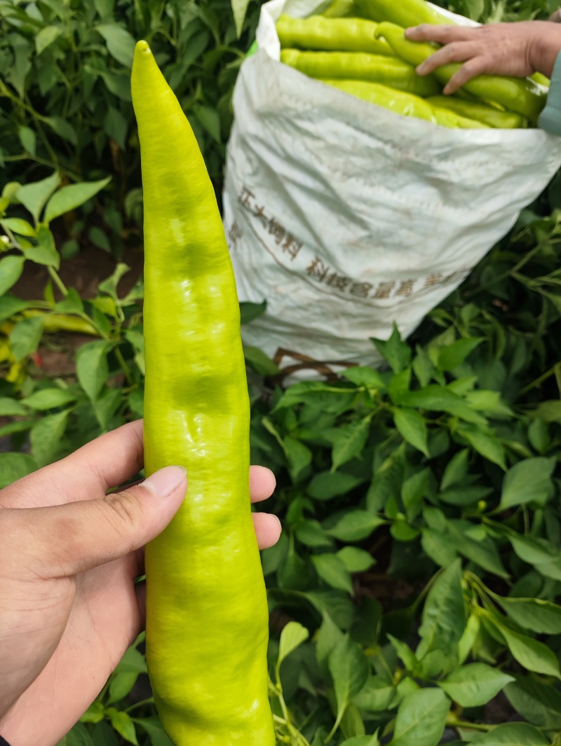 大棚货精品黄皮尖椒。
