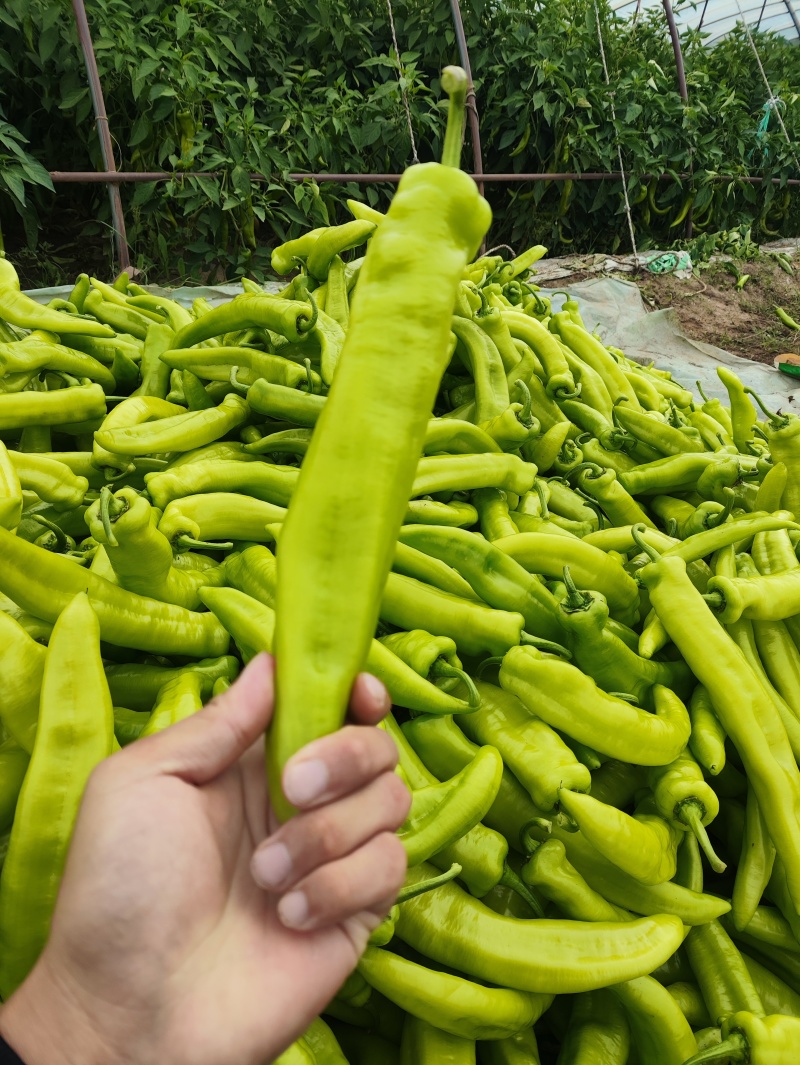 大棚货精品黄皮尖椒。