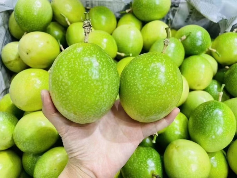 桂林龙胜钦蜜9号黄金百香果