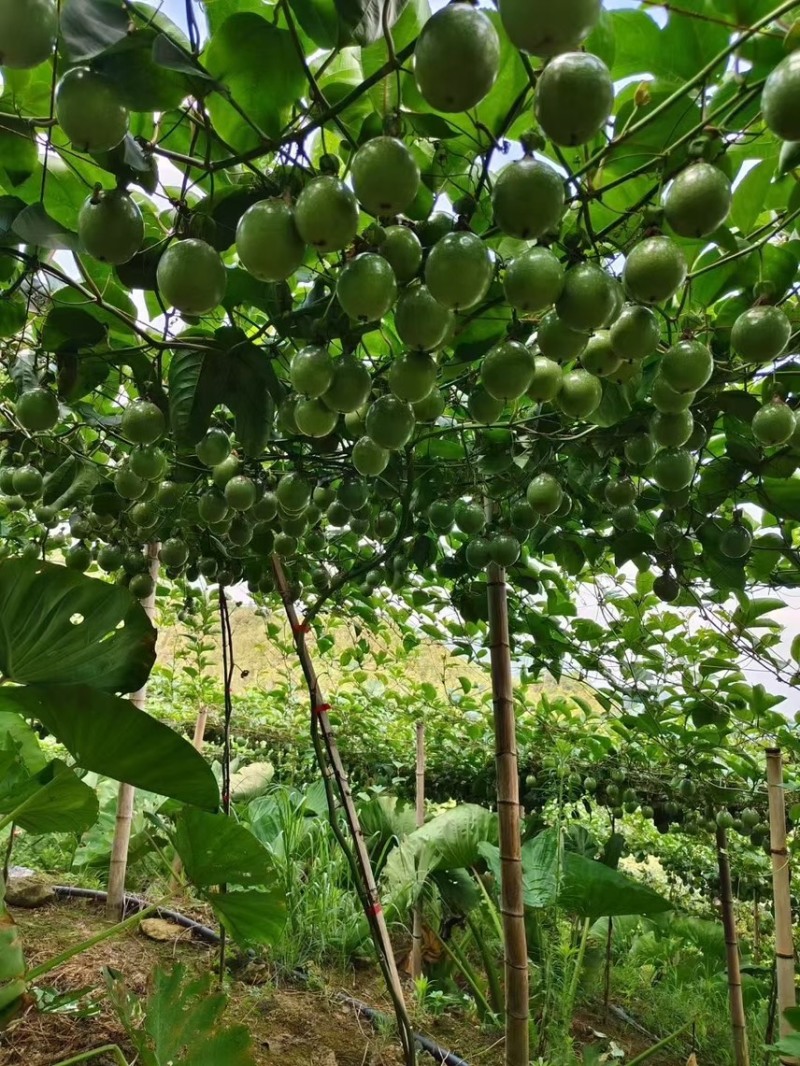 桂林龙胜钦蜜9号黄金百香果