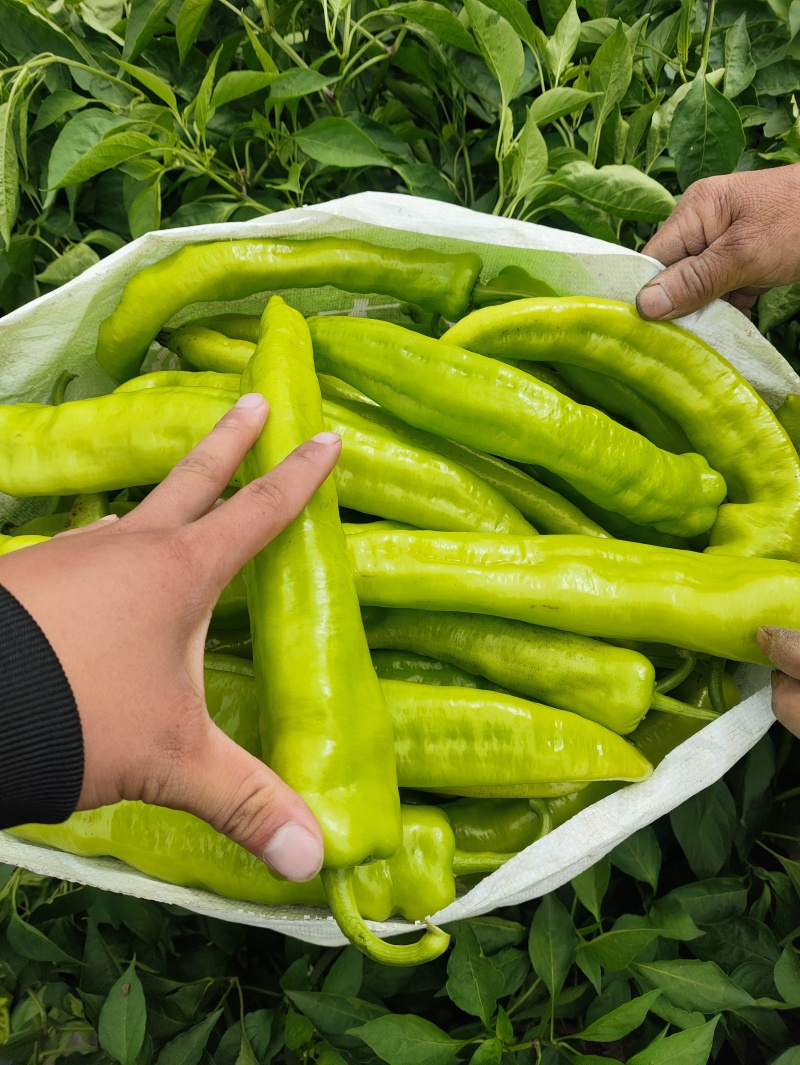 大棚货精品黄皮尖椒。
