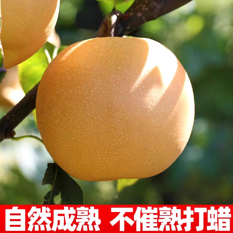 秋月梨/现摘现发/汁水丰盈/果肉细腻无渣/量大价优/速联​