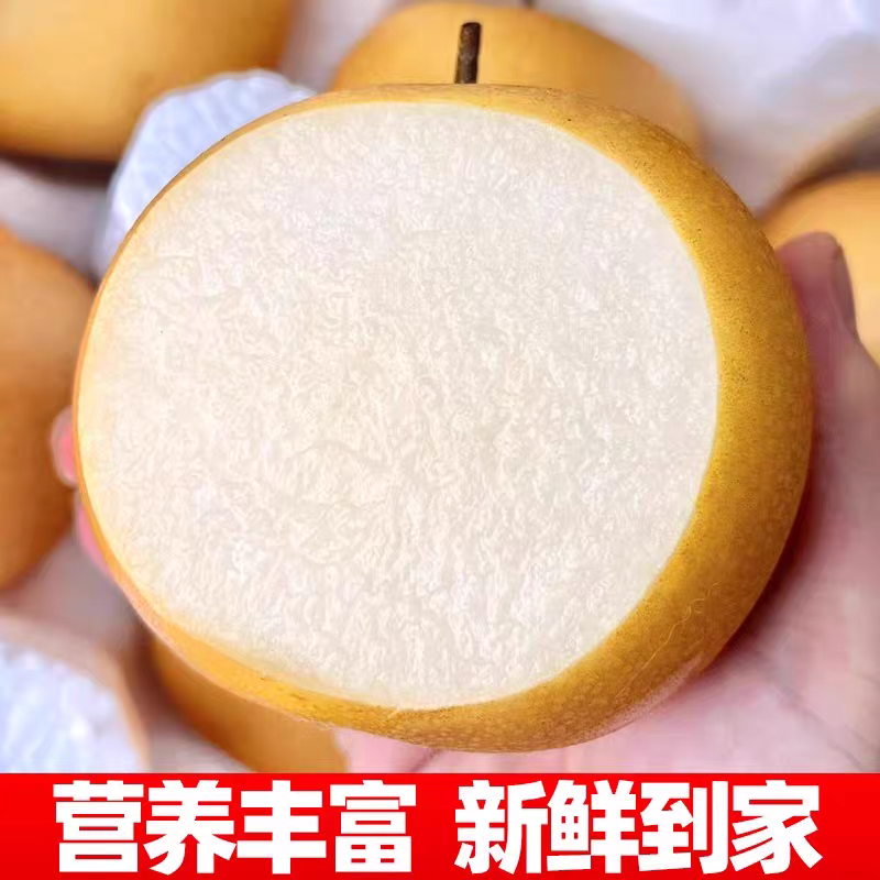 秋月梨/现摘现发/汁水丰盈/果肉细腻无渣/量大价优/速联​