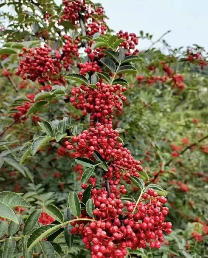 汉源干花椒