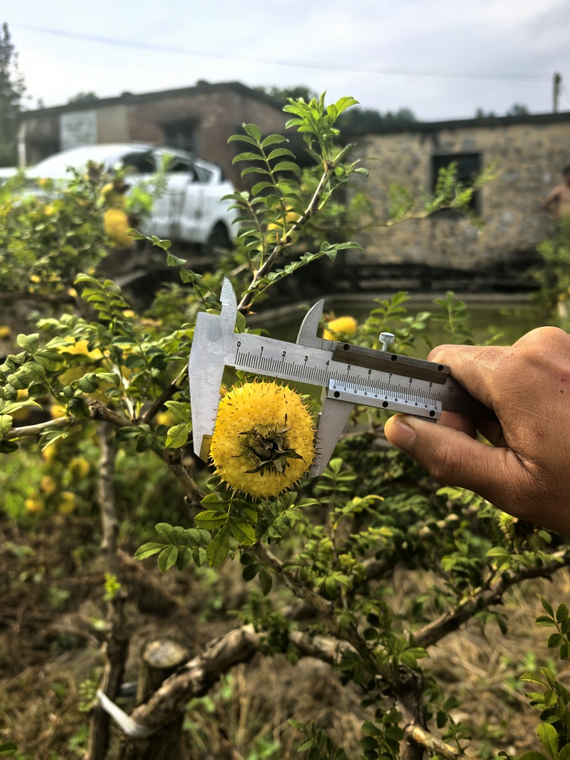 贵州刺梨基地鲜果