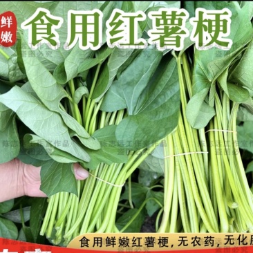 食用红薯梗
