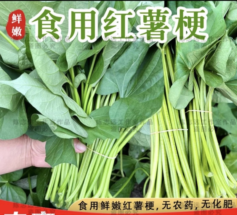 食用红薯梗