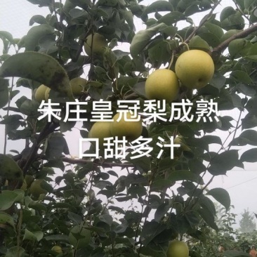 皇冠梨