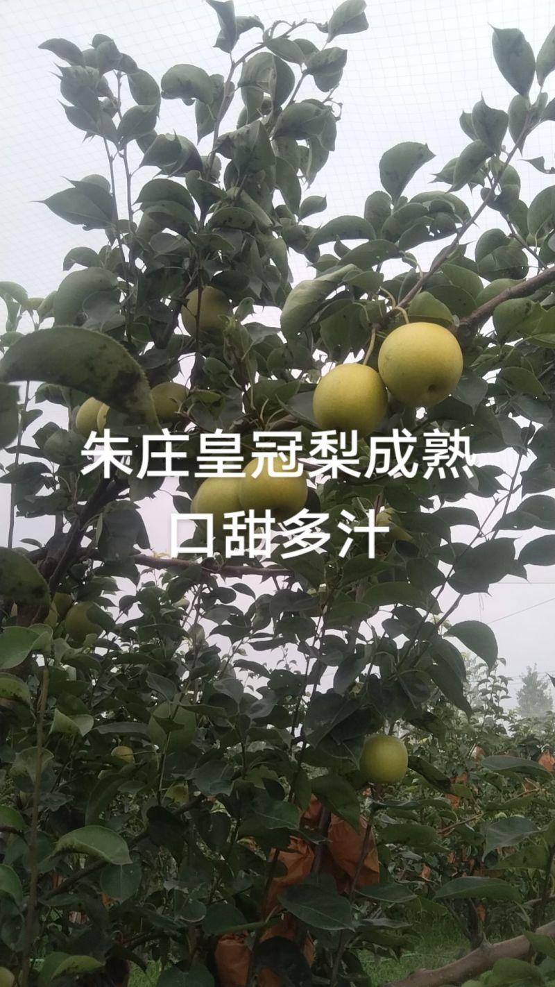 皇冠梨