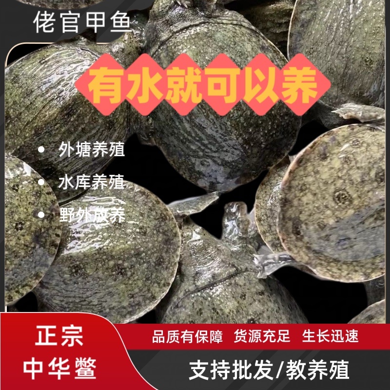 江西正宗中华鳖日本鳖黄沙鳖黑花鳖2025年100只批发
